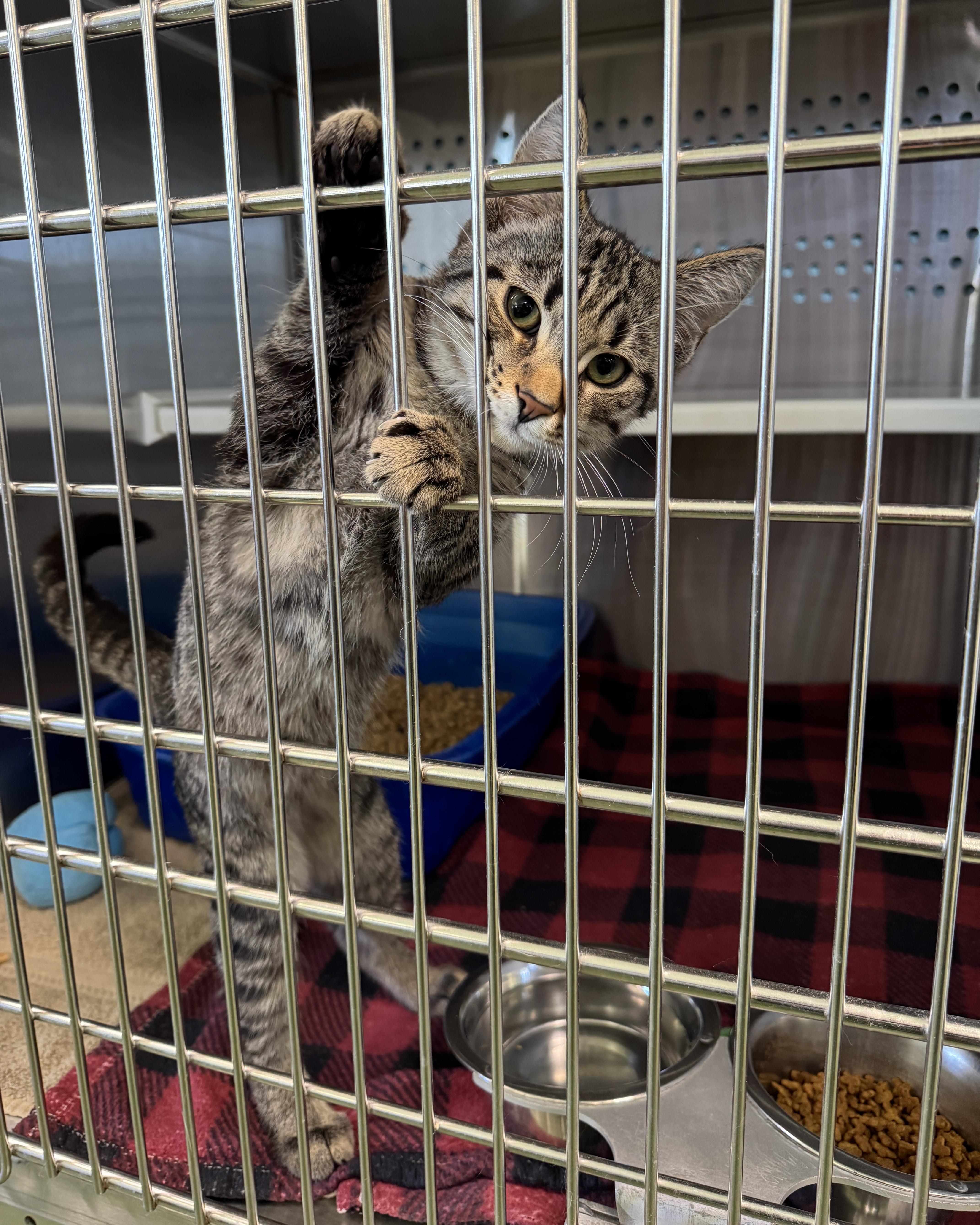 Enlarge Jones, a Adopted Domestic Short Hair in Seneca, PA image 4/5
