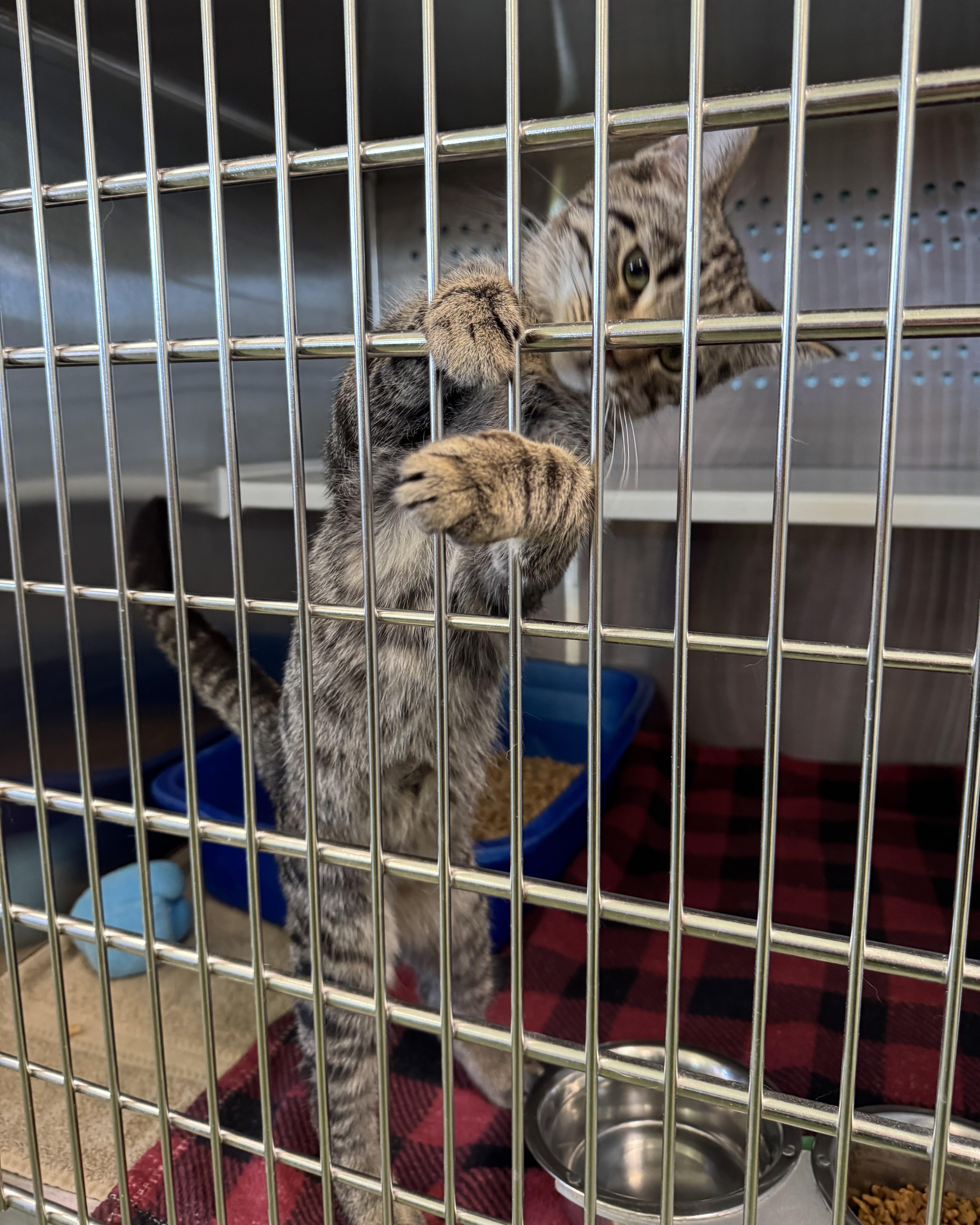 Enlarge Jones, a Adopted Domestic Short Hair in Seneca, PA image 5/5