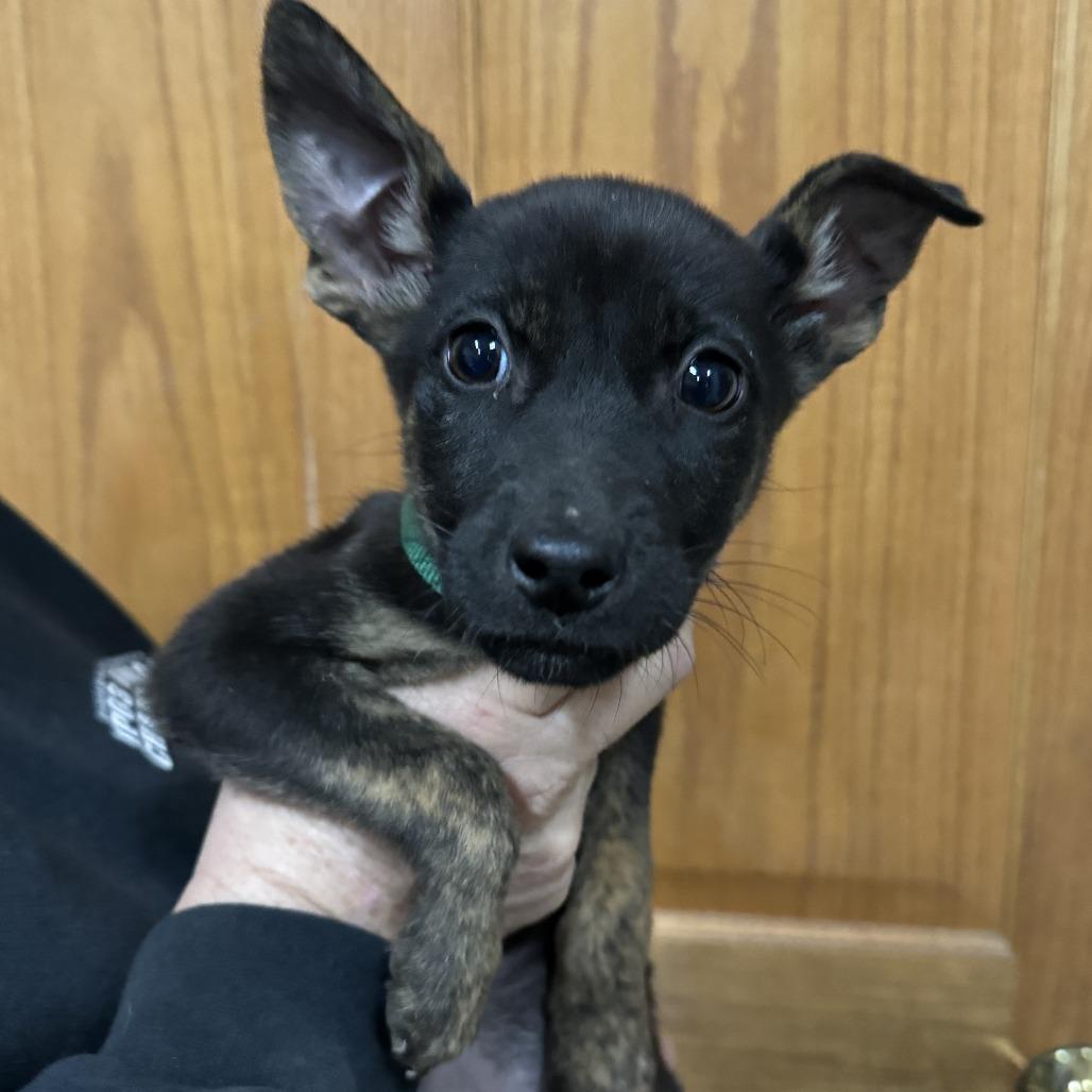 Pebbles, Adoptable, Adult Female German Shepherd Dog & Mixed Breed.