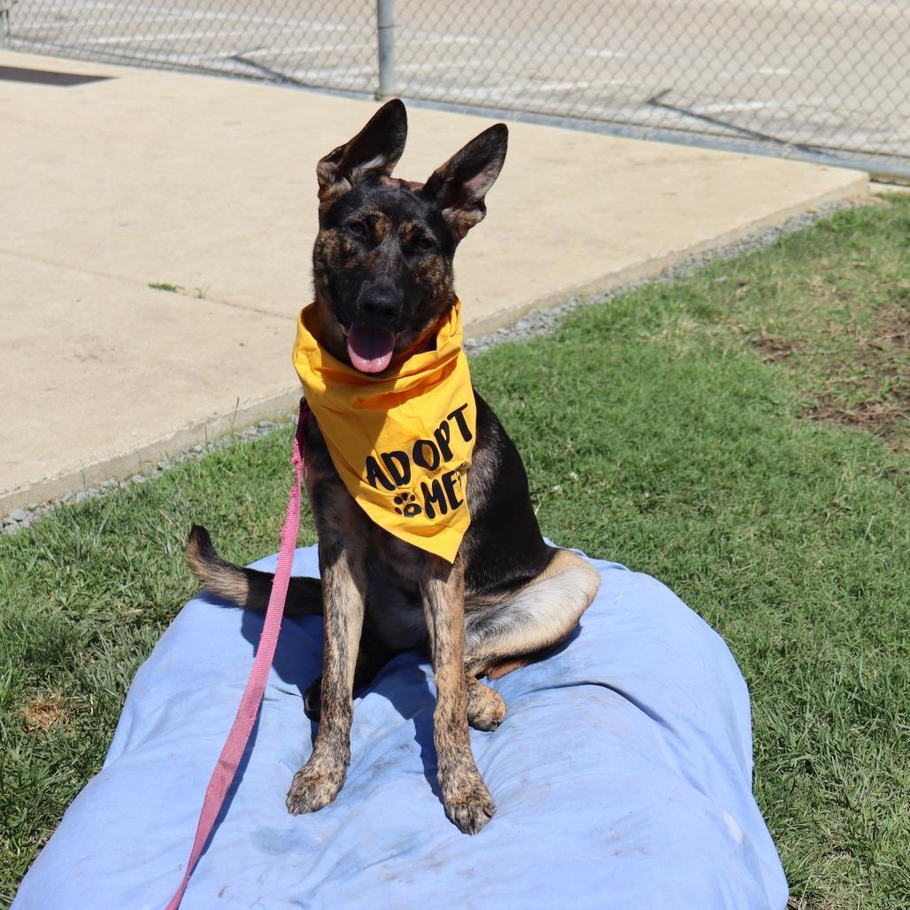 Enlarge Pebbles, a Adoptable mixed breed in Ione, CA image 2/4