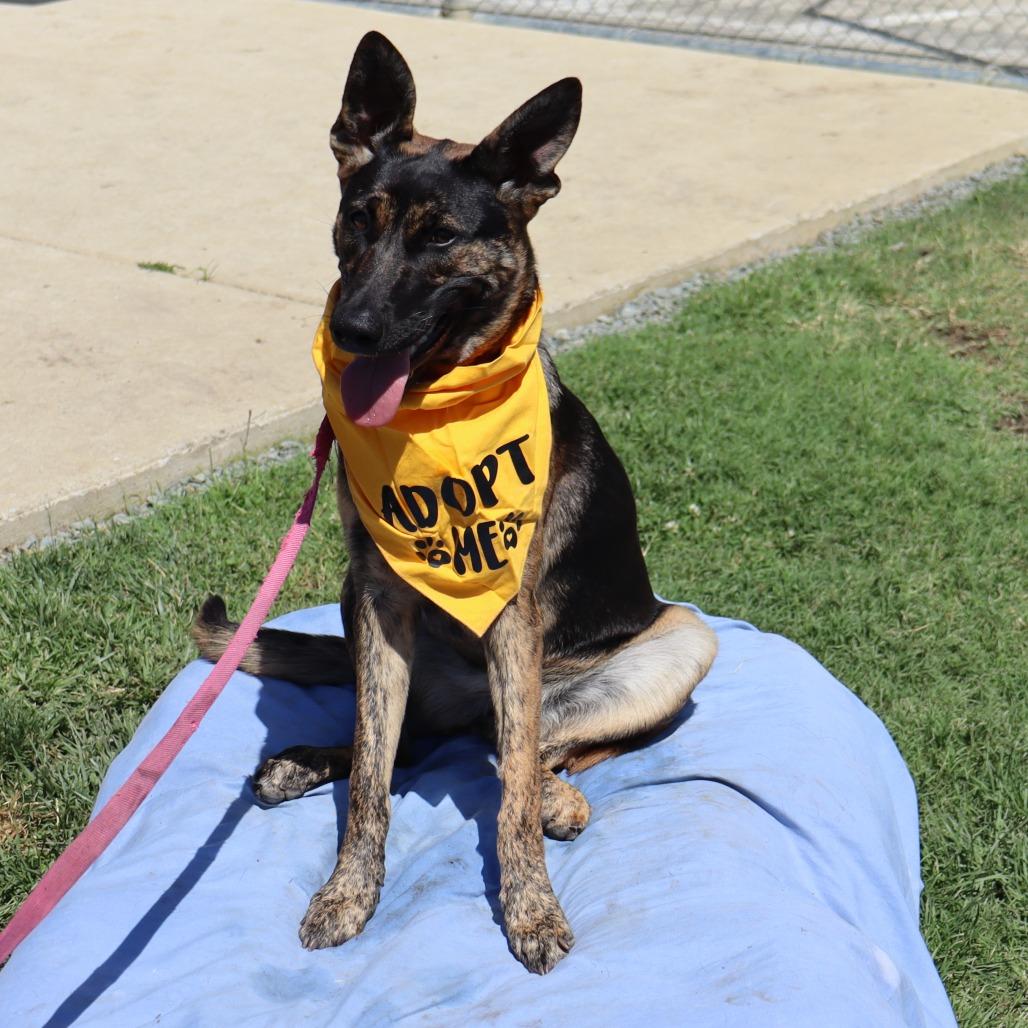 Enlarge Pebbles, a Adoptable mixed breed in Ione, CA image 3/4