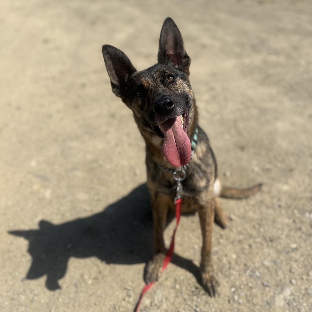 Pebbles, a Adoptable mixed breed in Ione, CA image 4/6