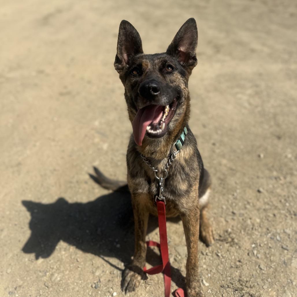 Pebbles, a Adoptable mixed breed in Ione, CA image 5/6