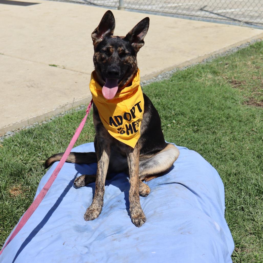 Enlarge Pebbles, a Adoptable mixed breed in Ione, CA image 4/4