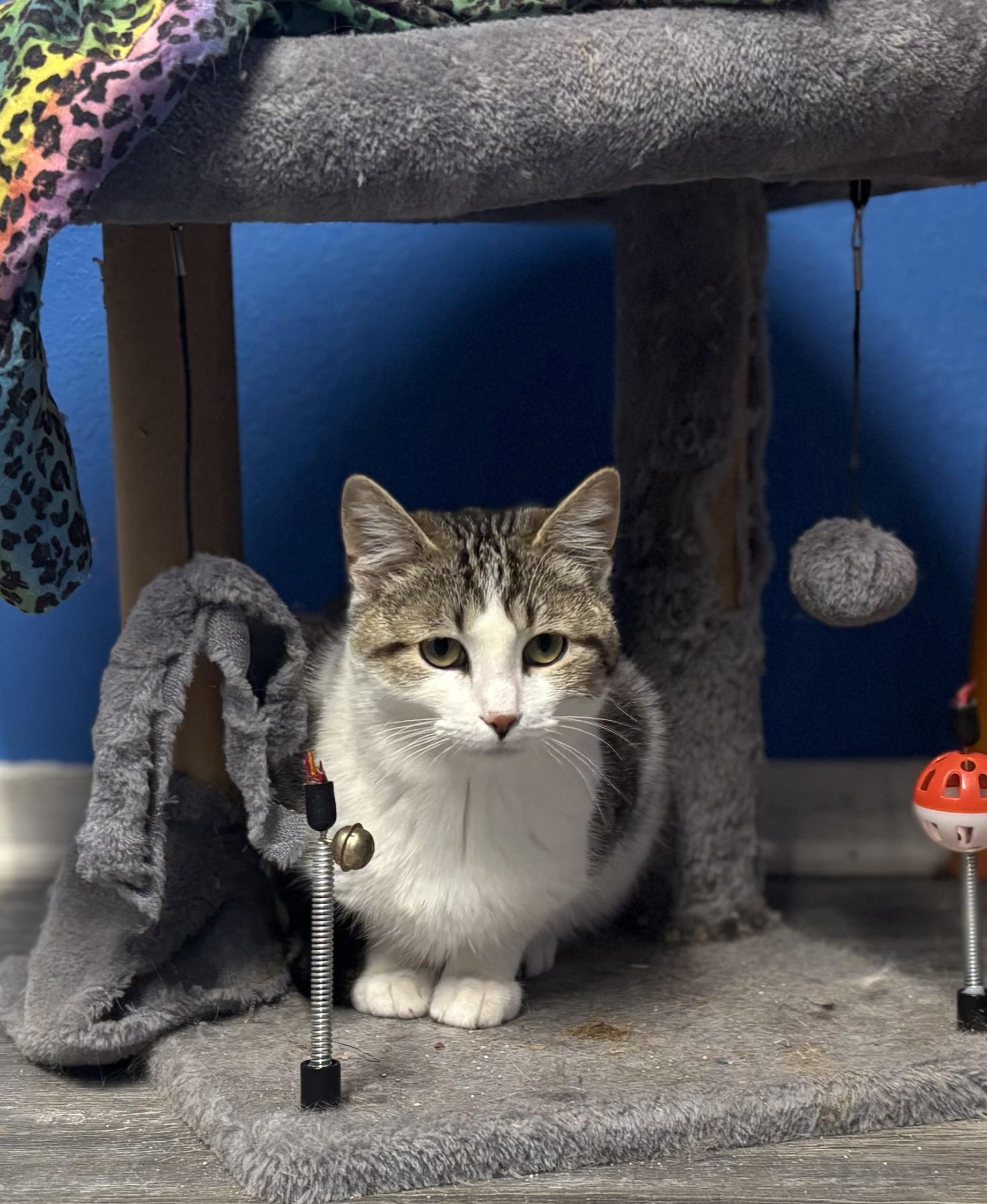 Enlarge Larry, a ADOPTABLE Domestic Short Hair in Melbourne, AR image 6/6