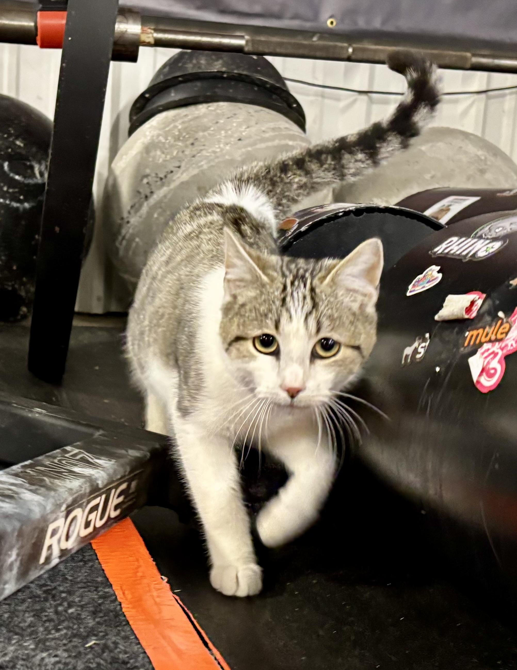 Enlarge Larry, a ADOPTABLE Domestic Short Hair in Melbourne, AR image 3/6