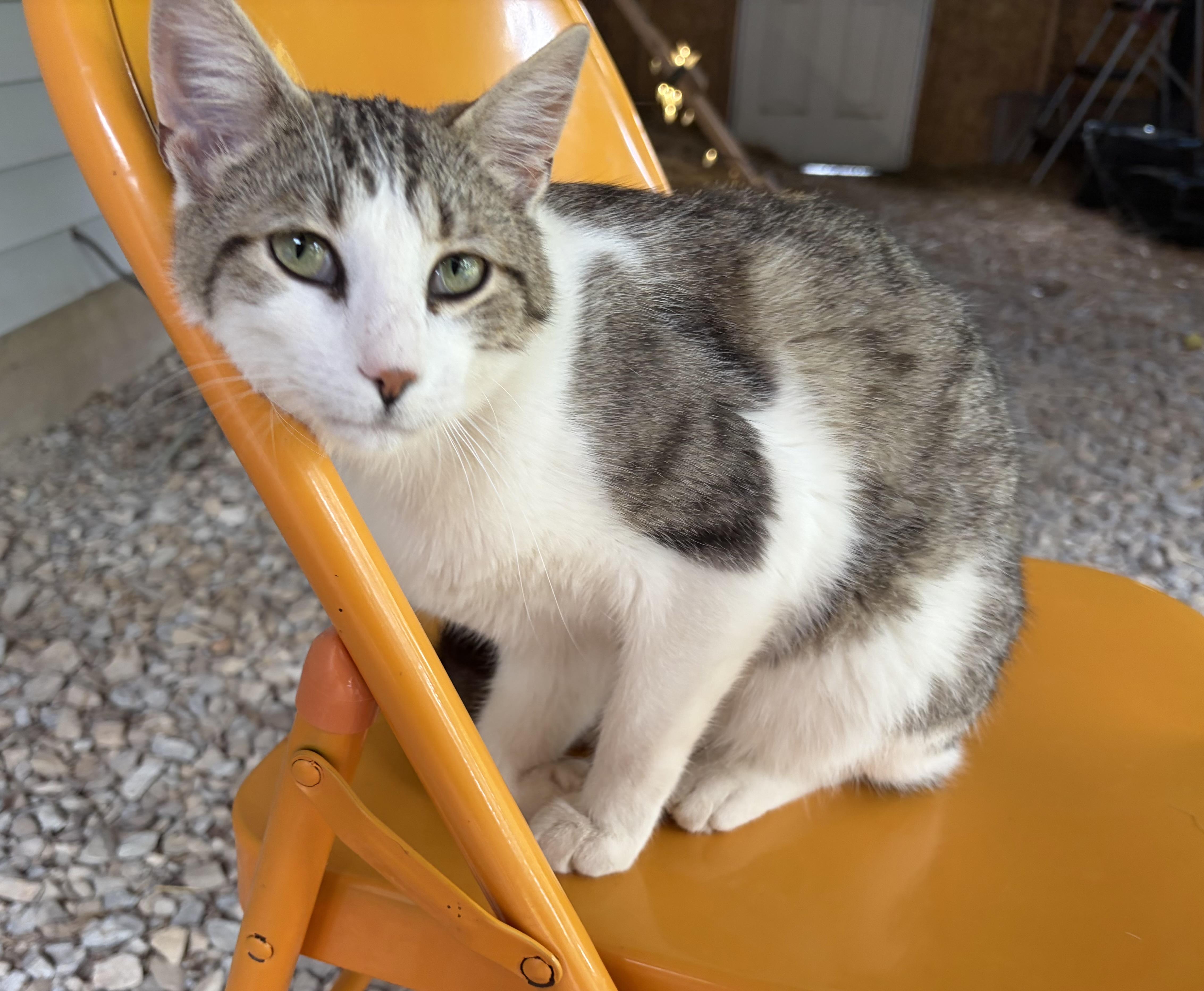 Larry, ADOPTABLE, Young Male Domestic Short Hair.