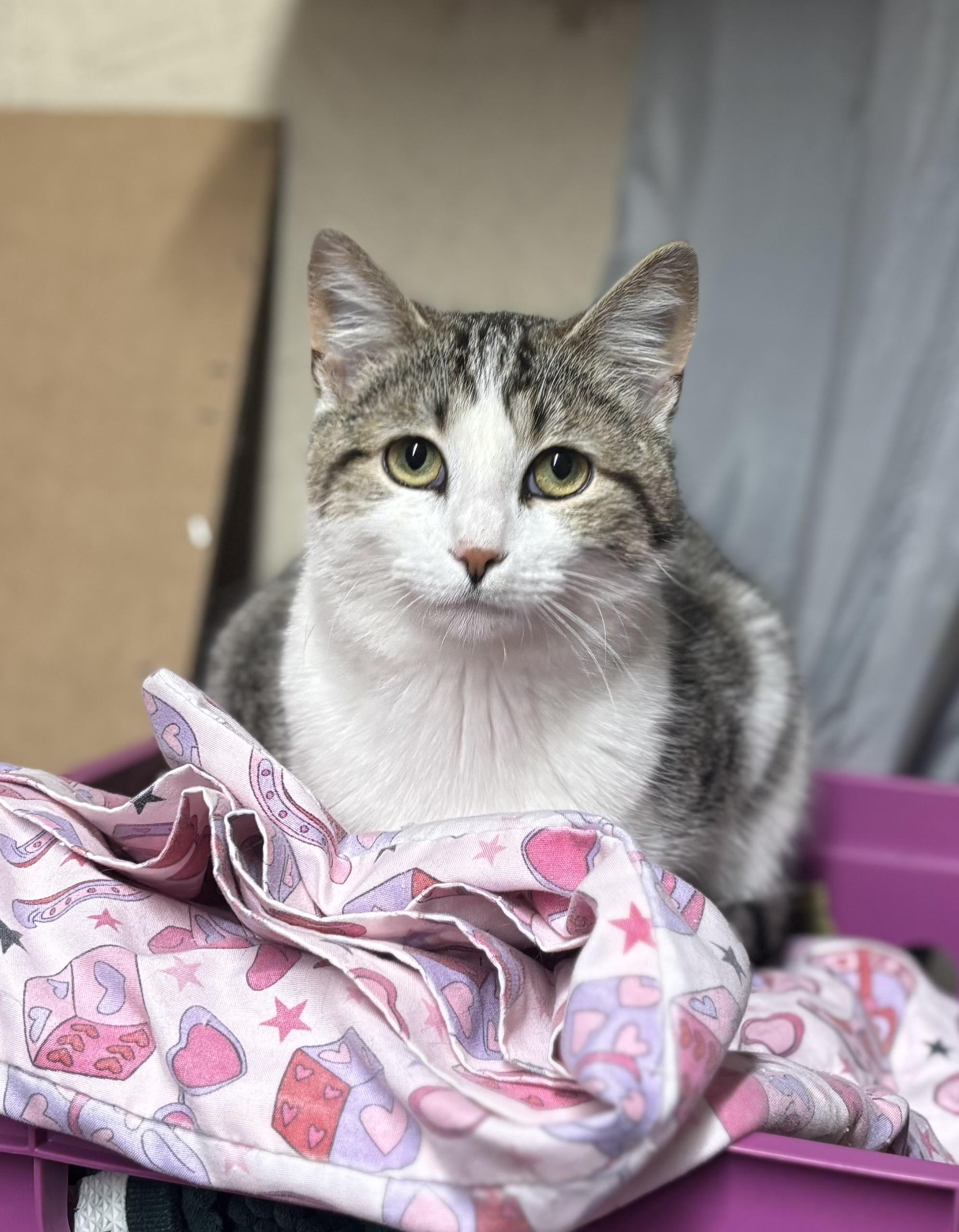 Enlarge Larry, a ADOPTABLE Domestic Short Hair in Melbourne, AR image 2/6