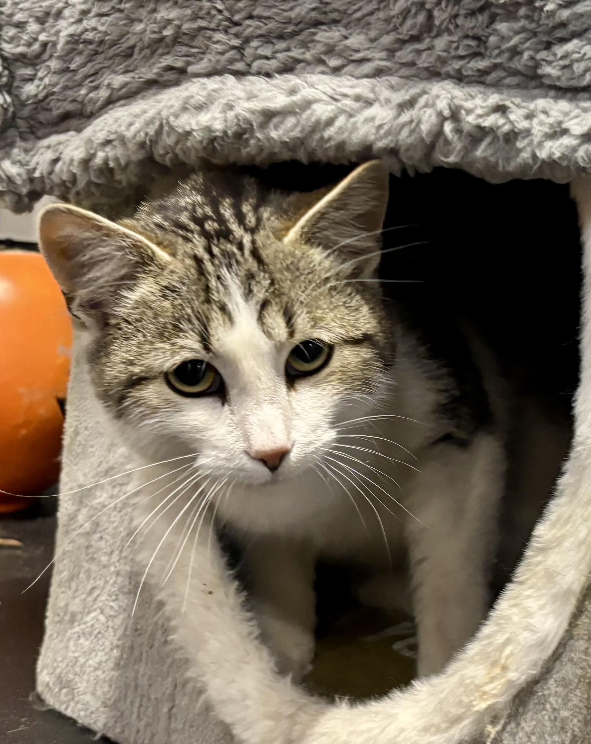 Larry, ADOPTABLE, Young Male Domestic Short Hair.