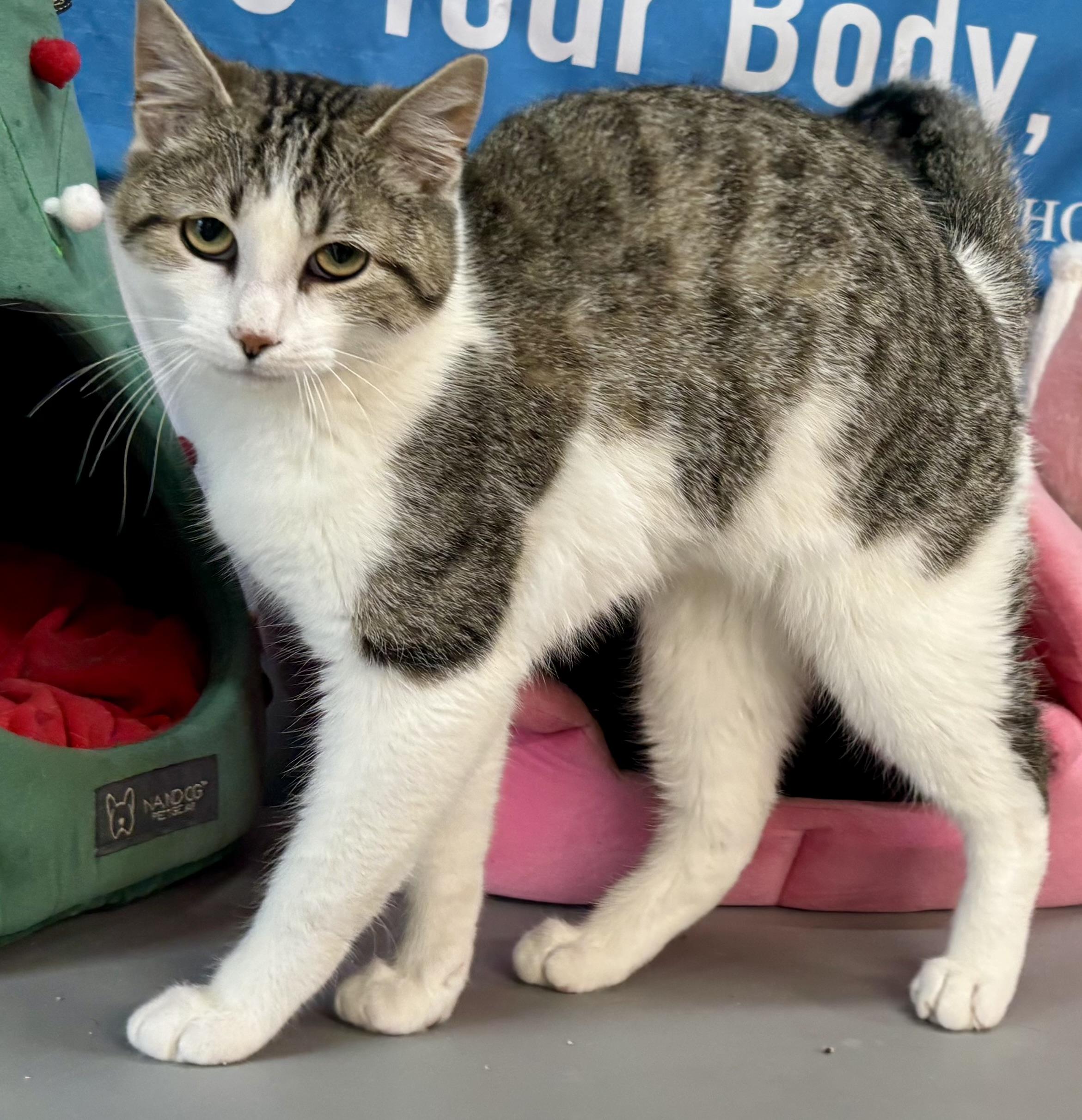 Enlarge Larry, a ADOPTABLE Domestic Short Hair in Melbourne, AR image 4/6