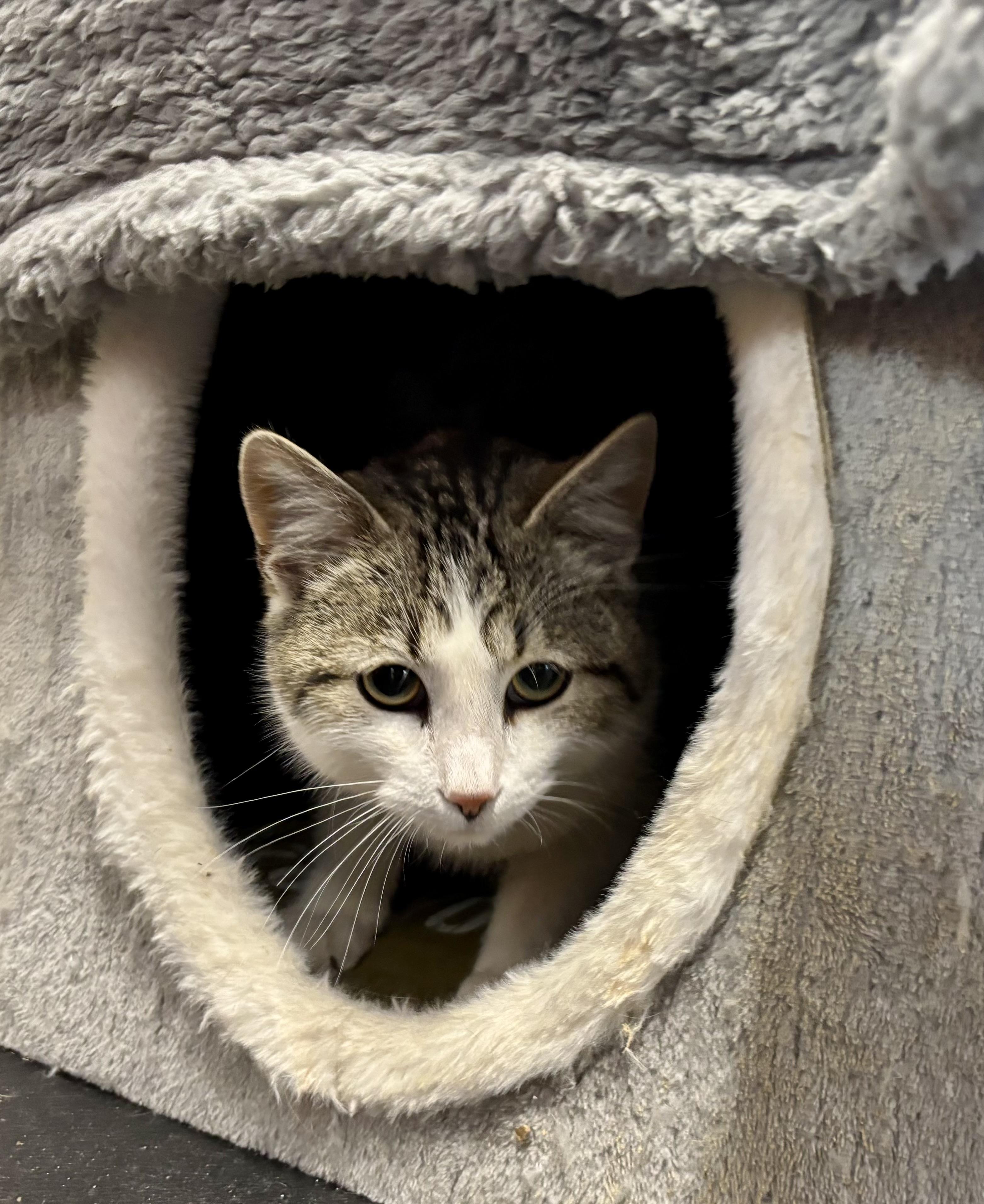 Enlarge Larry, a ADOPTABLE Domestic Short Hair in Melbourne, AR image 5/6