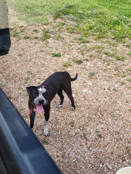 Enlarge Max, an adopted mixed breed in Clarksburg, MO image 5/6