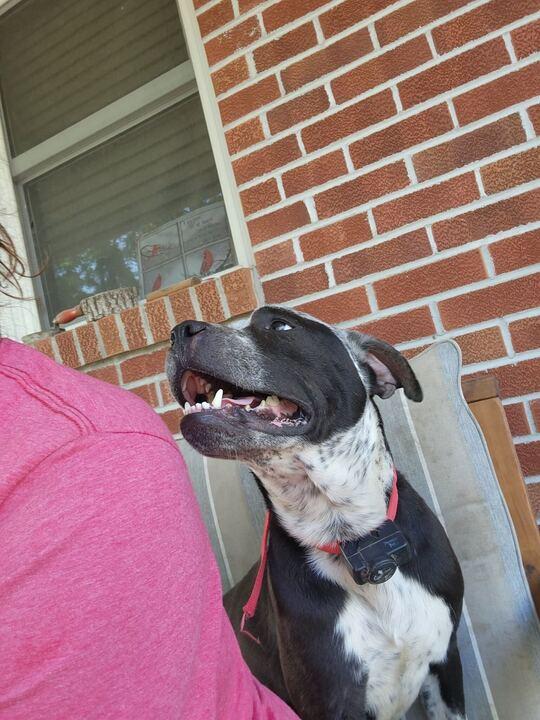 Enlarge Max, a ADOPTABLE mixed breed in Clarksburg, MO image 4/5