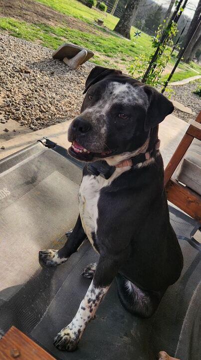 Enlarge Max, a ADOPTABLE mixed breed in Clarksburg, MO image 3/5
