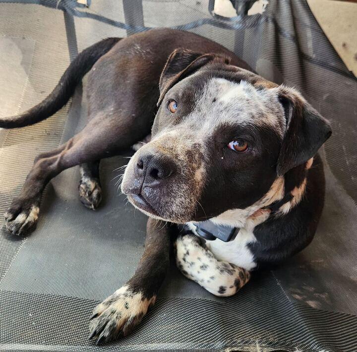 Max, ADOPTABLE, Adult Male Pit Bull Terrier.