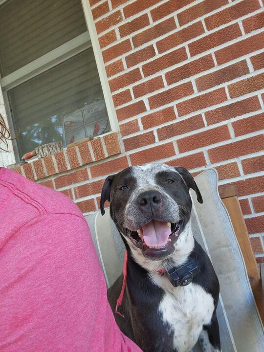Enlarge Max, a ADOPTABLE mixed breed in Clarksburg, MO image 2/5