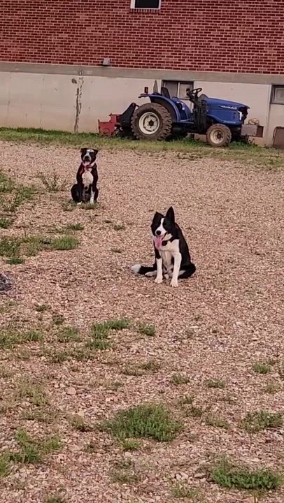 Enlarge Max, an adopted mixed breed in Clarksburg, MO video 6/6