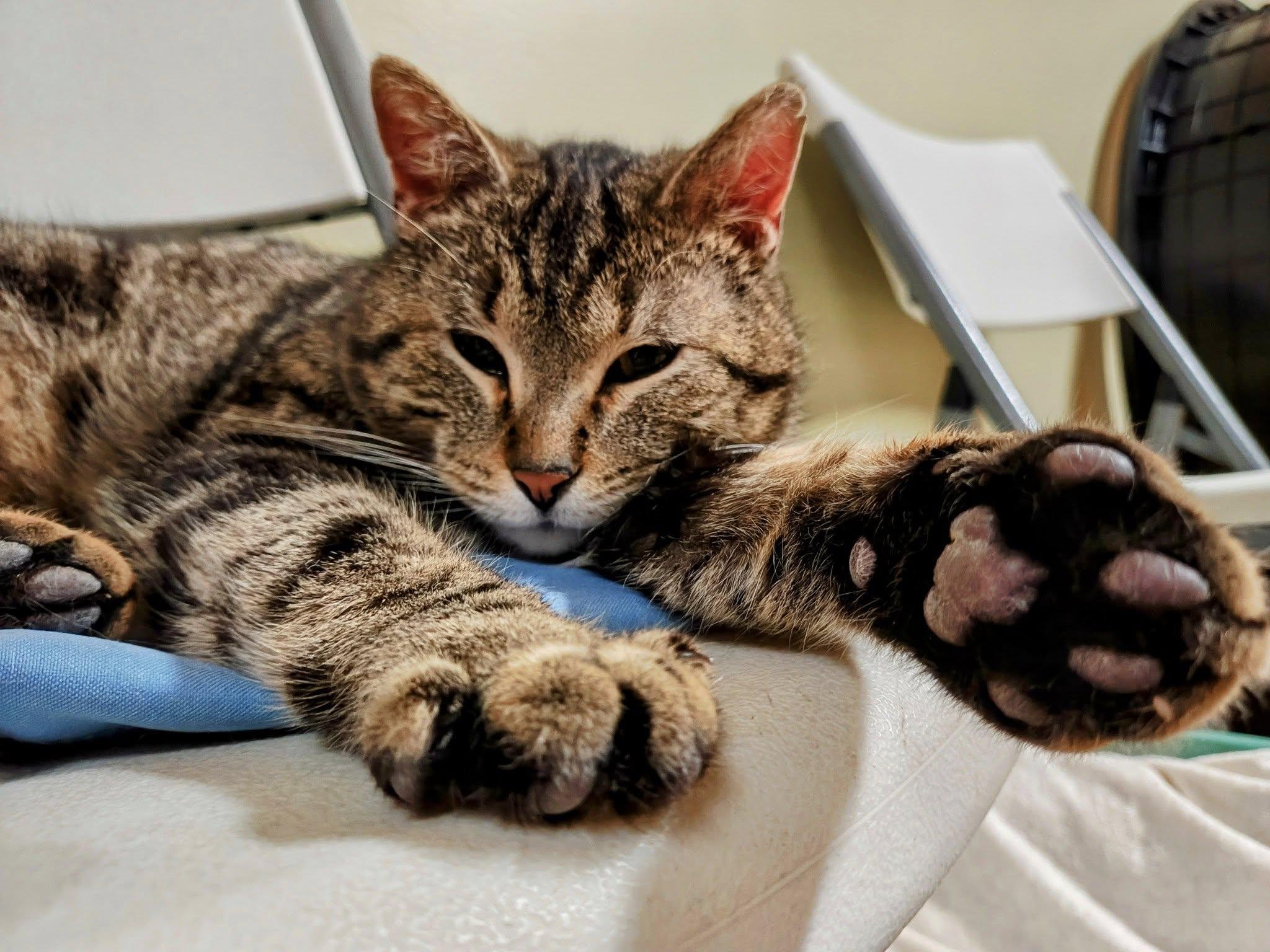 Enlarge Silas, a Adopted Domestic Short Hair in Bellaire, MI image 2/6