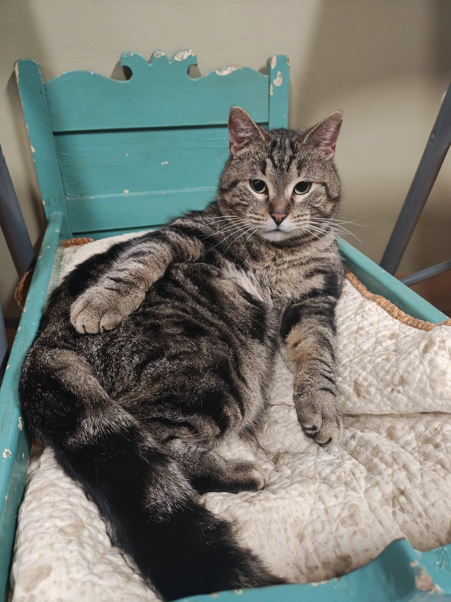 Enlarge Silas, a Adopted Domestic Short Hair in Bellaire, MI image 5/6