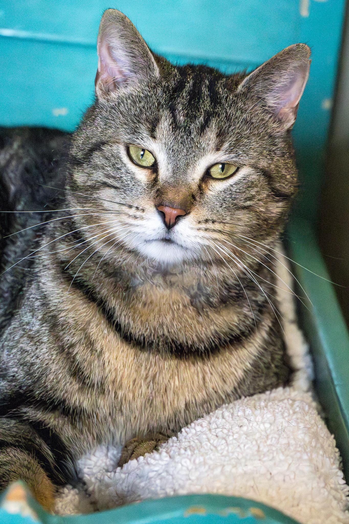 Silas, Adopted, Adult Male Domestic Short Hair.