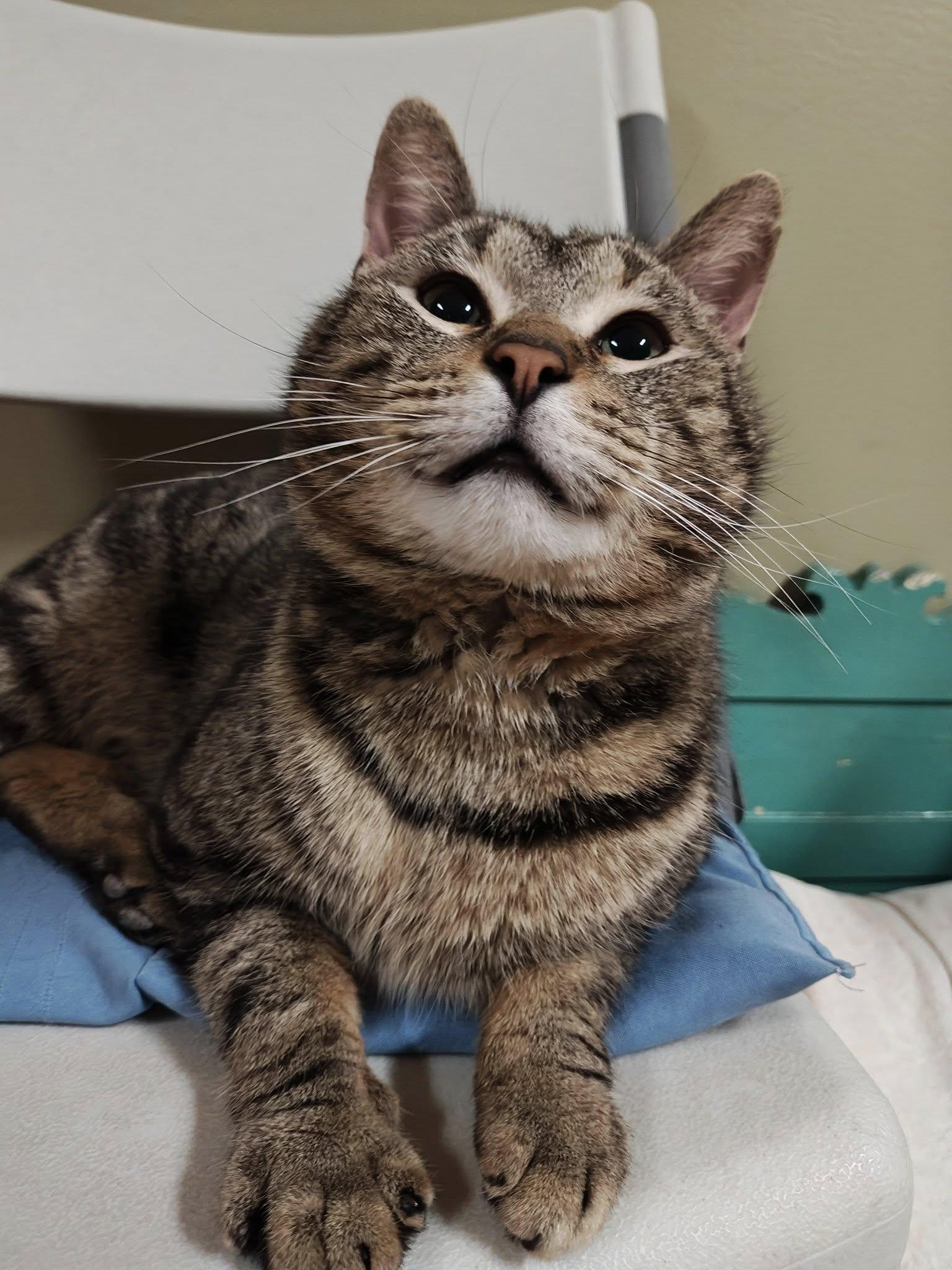 Enlarge Silas, a Adopted Domestic Short Hair in Bellaire, MI image 6/6