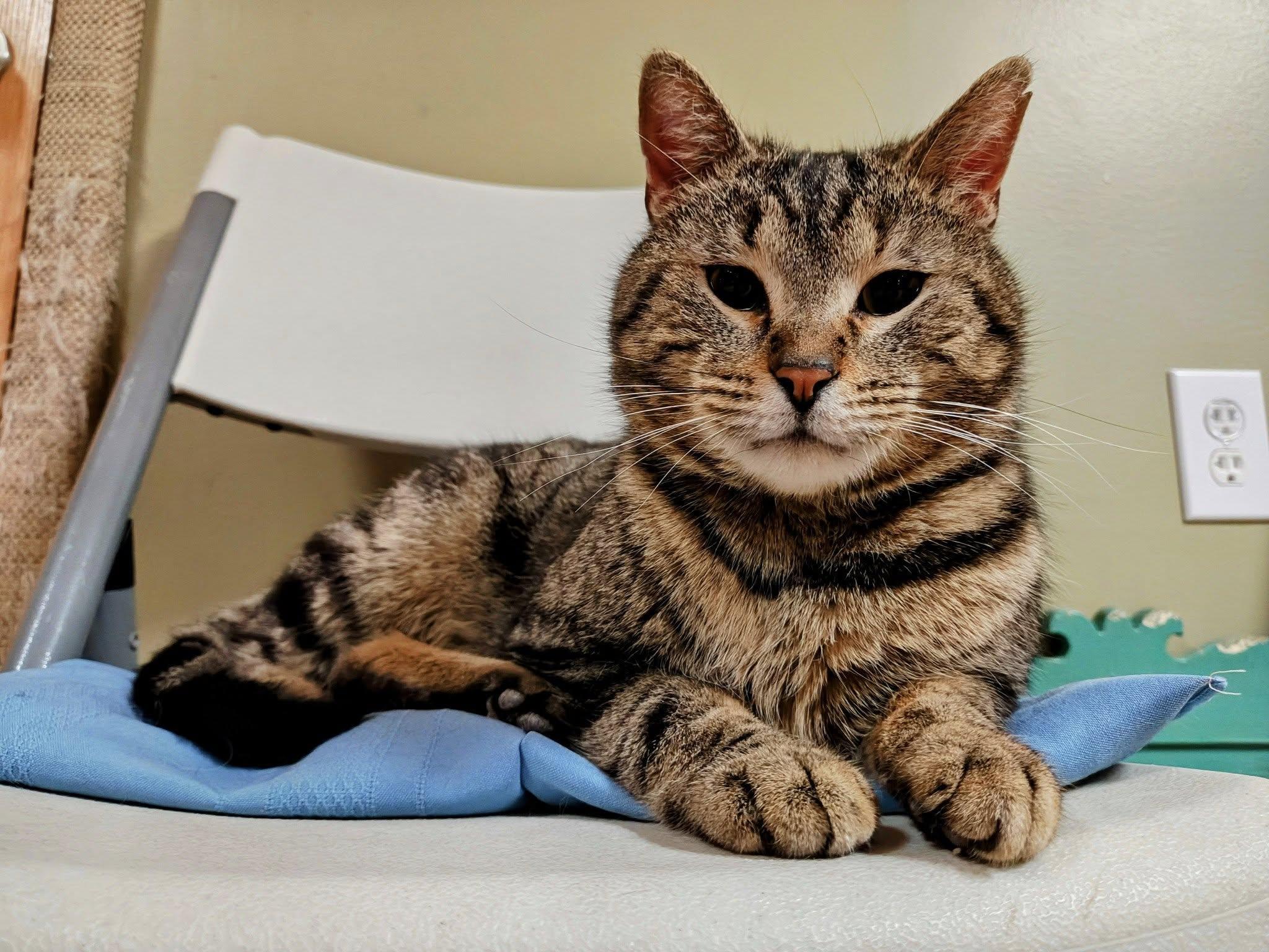 Enlarge Silas, a Adopted Domestic Short Hair in Bellaire, MI image 3/6