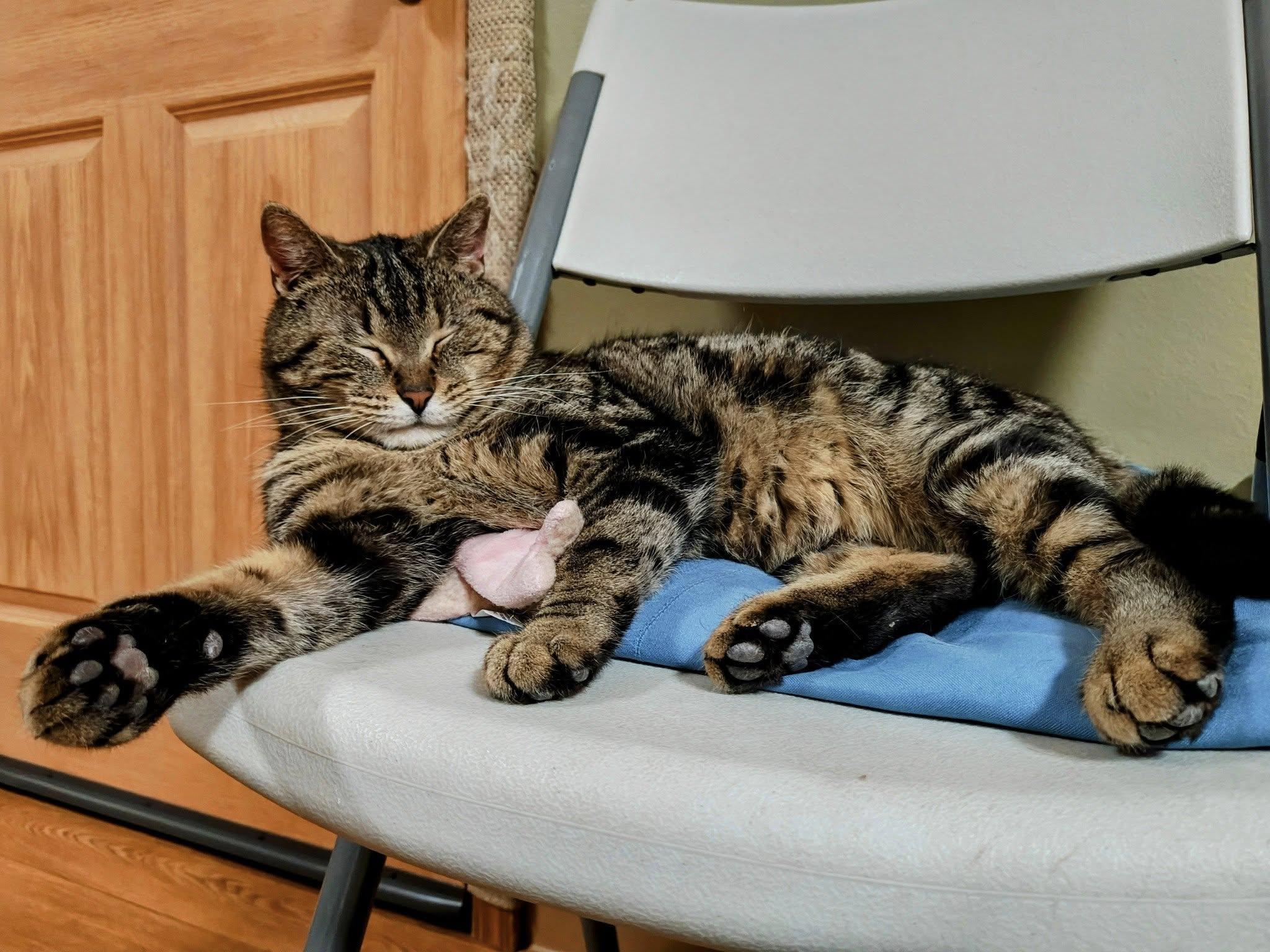 Enlarge Silas, a Adopted Domestic Short Hair in Bellaire, MI image 4/6
