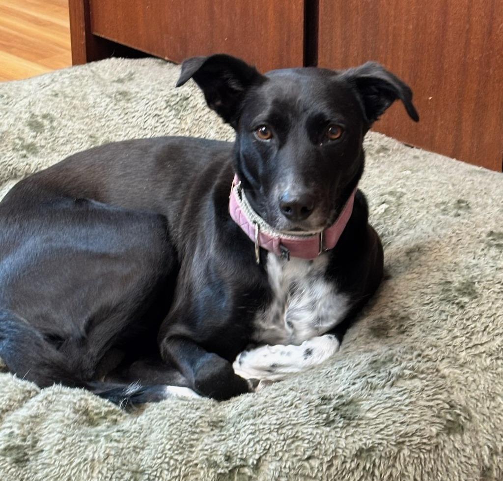 Pepper, Adoptable, Adult Female Saluki.