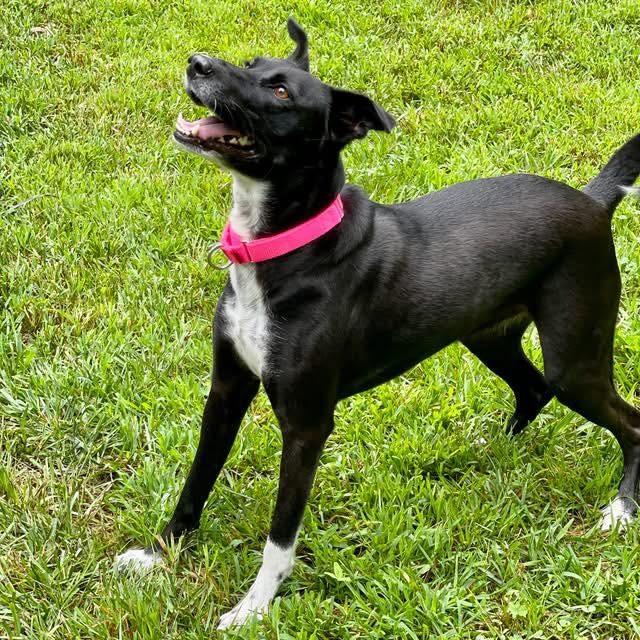 Enlarge Pepper, a Adoptable mixed breed in Hopkinton, MA image 1/3