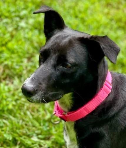 Enlarge Pepper, a Adoptable mixed breed in Hopkinton, MA image 2/3