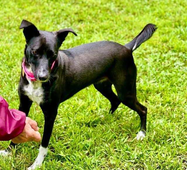 Enlarge Pepper, a Adoptable mixed breed in Hopkinton, MA image 3/3