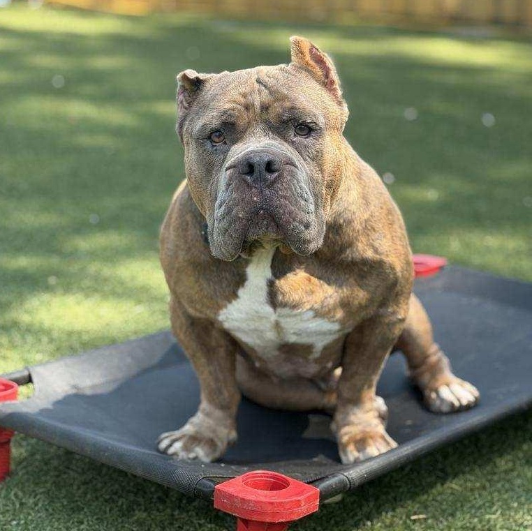 Enlarge Bubz, a Adoptable mixed breed in Whittier, CA image 3/5