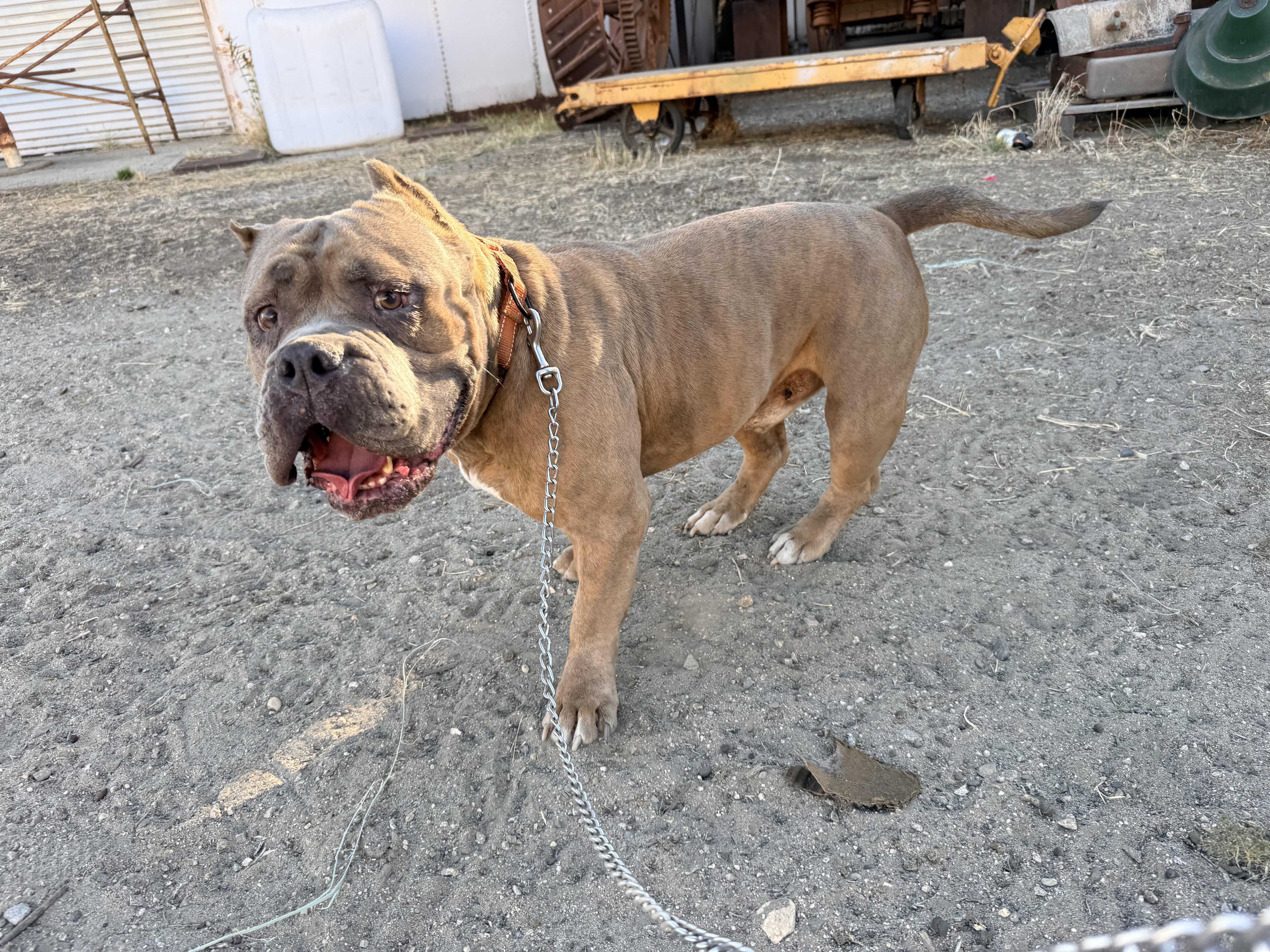 Enlarge Bubz, a Adoptable mixed breed in Whittier, CA image 5/5