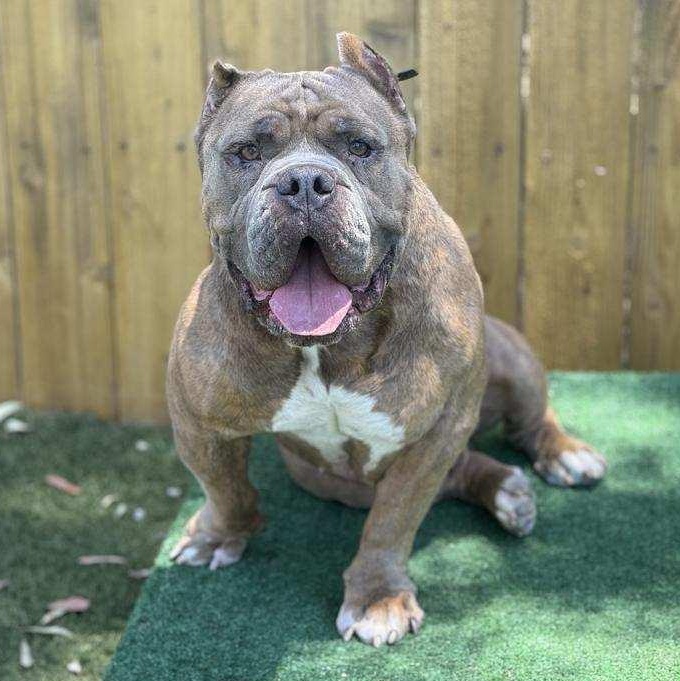 Enlarge Bubz, a Adoptable mixed breed in Whittier, CA image 4/5
