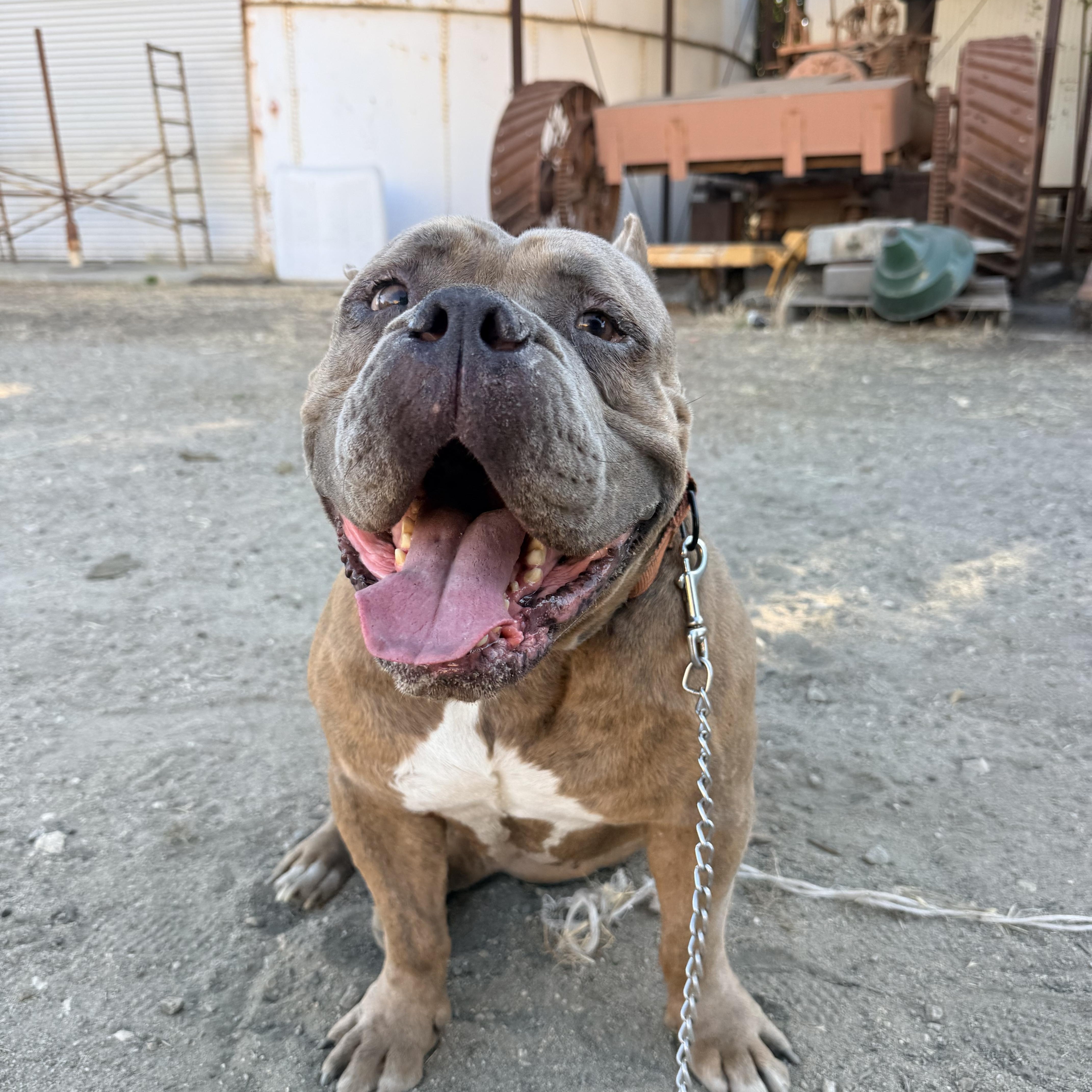 Bubz, Adoptable, Senior Male American Bully & English Bulldog.