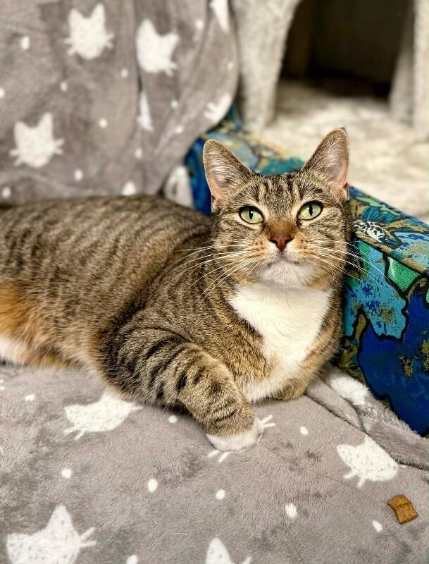 Enlarge Honey, a Adoptable Domestic Short Hair in Belton, MO image 1/6