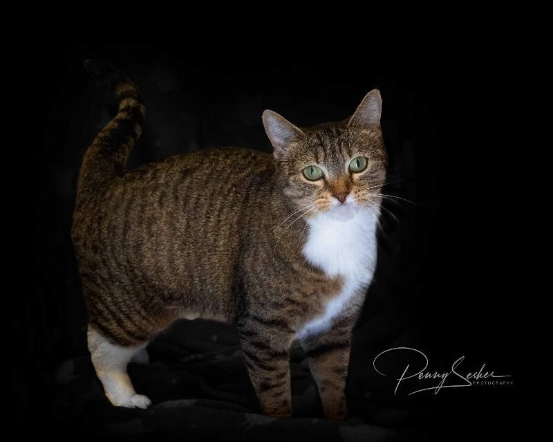 Enlarge Honey, a Adoptable Domestic Short Hair in Belton, MO image 2/6