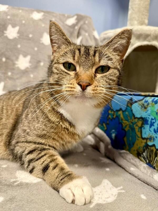 Enlarge Honey, a Adoptable Domestic Short Hair in Belton, MO image 2/6