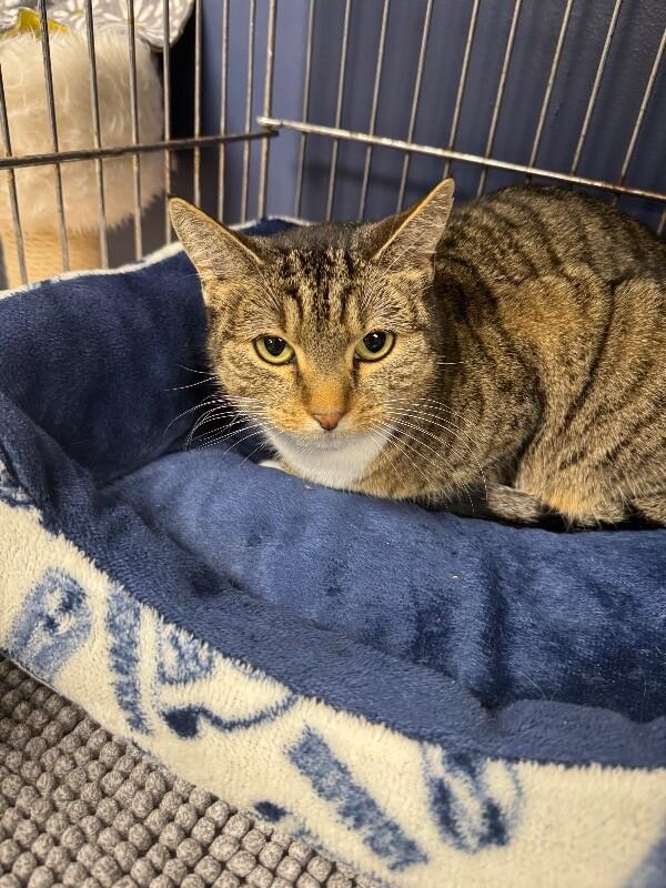 Enlarge Honey, a Adoptable Domestic Short Hair in Belton, MO image 3/6
