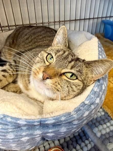 Enlarge Honey, a Adoptable Domestic Short Hair in Belton, MO image 4/6