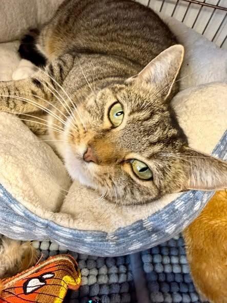 Enlarge Honey, a Adoptable Domestic Short Hair in Belton, MO image 5/6