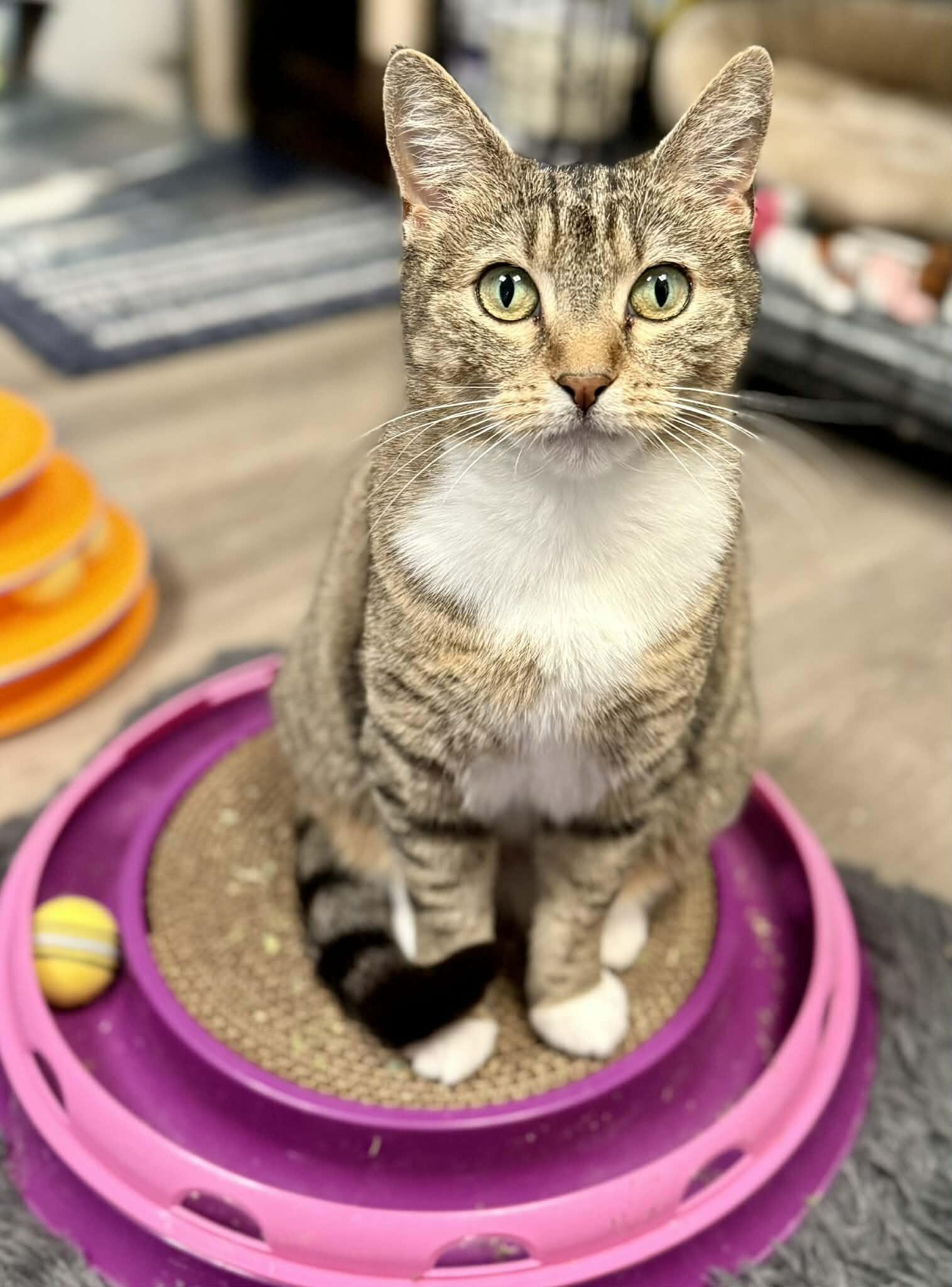 Enlarge Honey, a Adoptable Domestic Short Hair in Belton, MO image 5/6