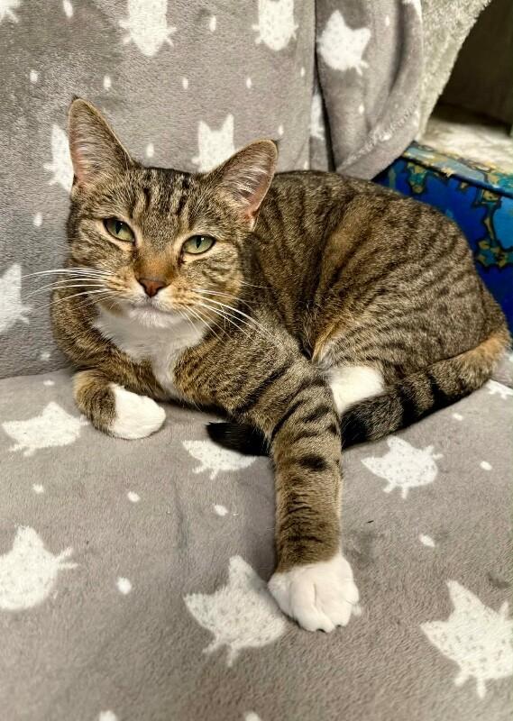 Enlarge Honey, a Adoptable Domestic Short Hair in Belton, MO image 6/6