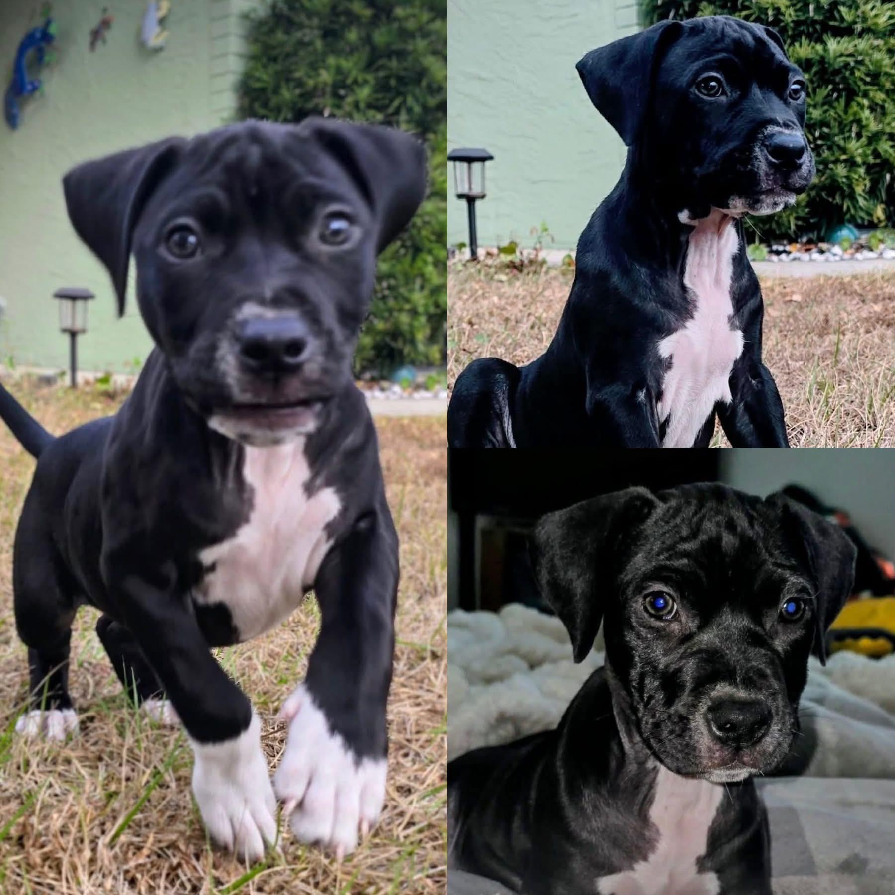 Machi, ADOPTABLE, Puppy Female Terrier.