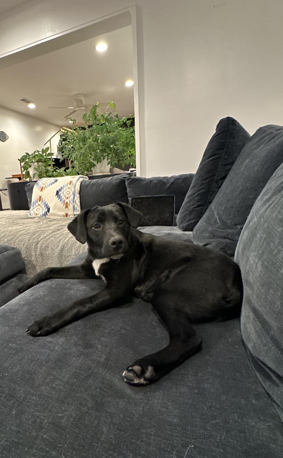 Enlarge Peace, a Adoptable mixed breed in Arlington Heights, IL image 2/5