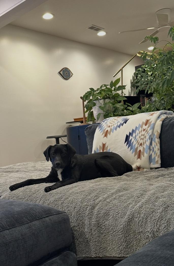 Enlarge Peace, a Adoptable mixed breed in Arlington Heights, IL image 5/5