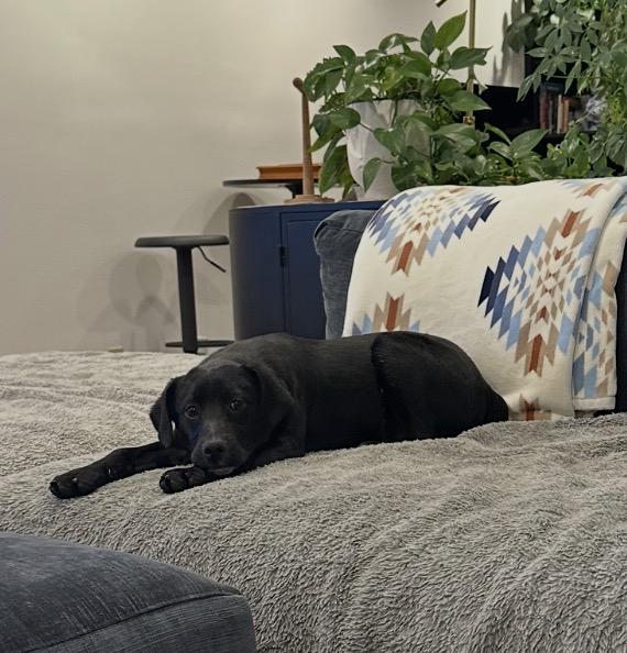 Enlarge Peace, a Adoptable mixed breed in Arlington Heights, IL image 1/5