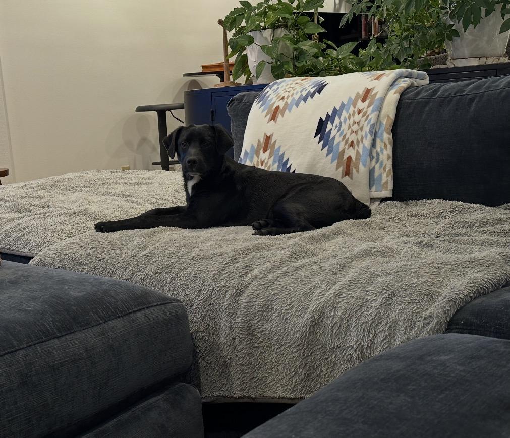 Enlarge Peace, a Adoptable mixed breed in Arlington Heights, IL image 4/5