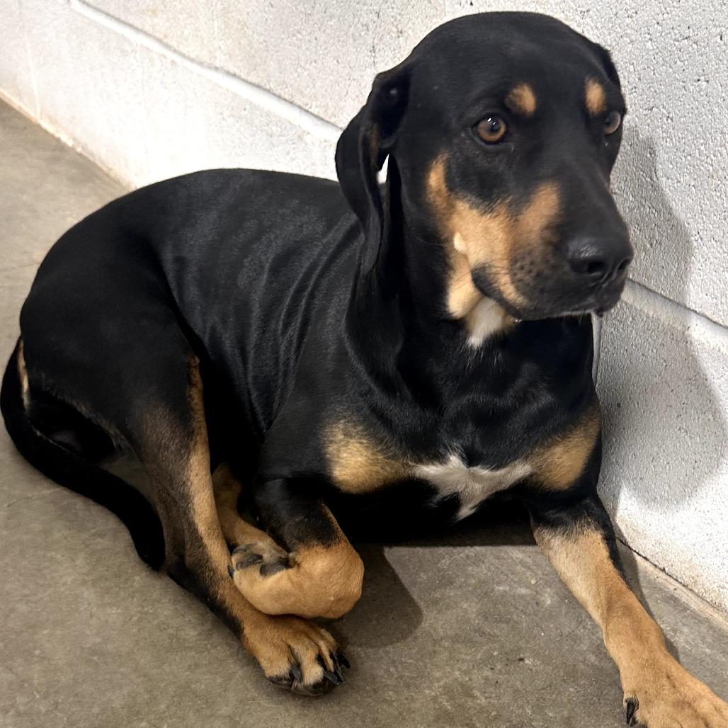 Amara, Adoptable, Adult Female Rottweiler & Black Labrador Retriever.