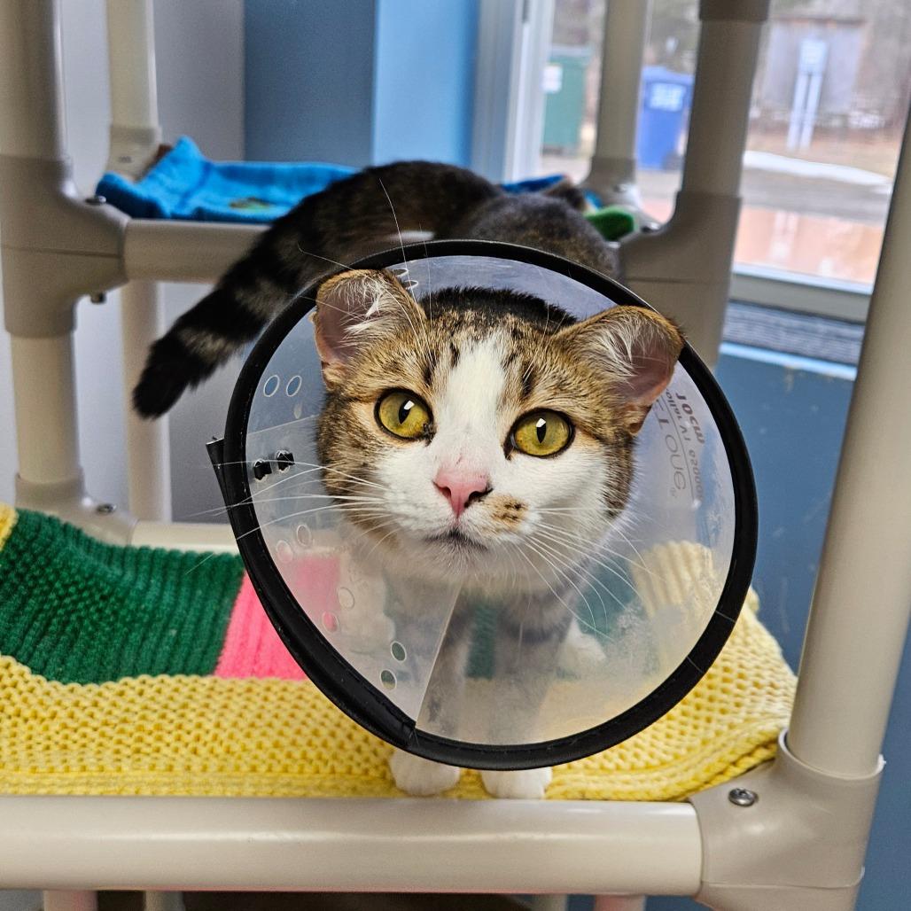 Enlarge Allegra, a Adoptable Domestic Short Hair in Oneonta, NY image 1/2